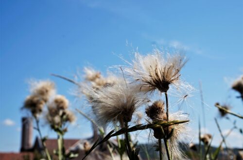 Pusteblume