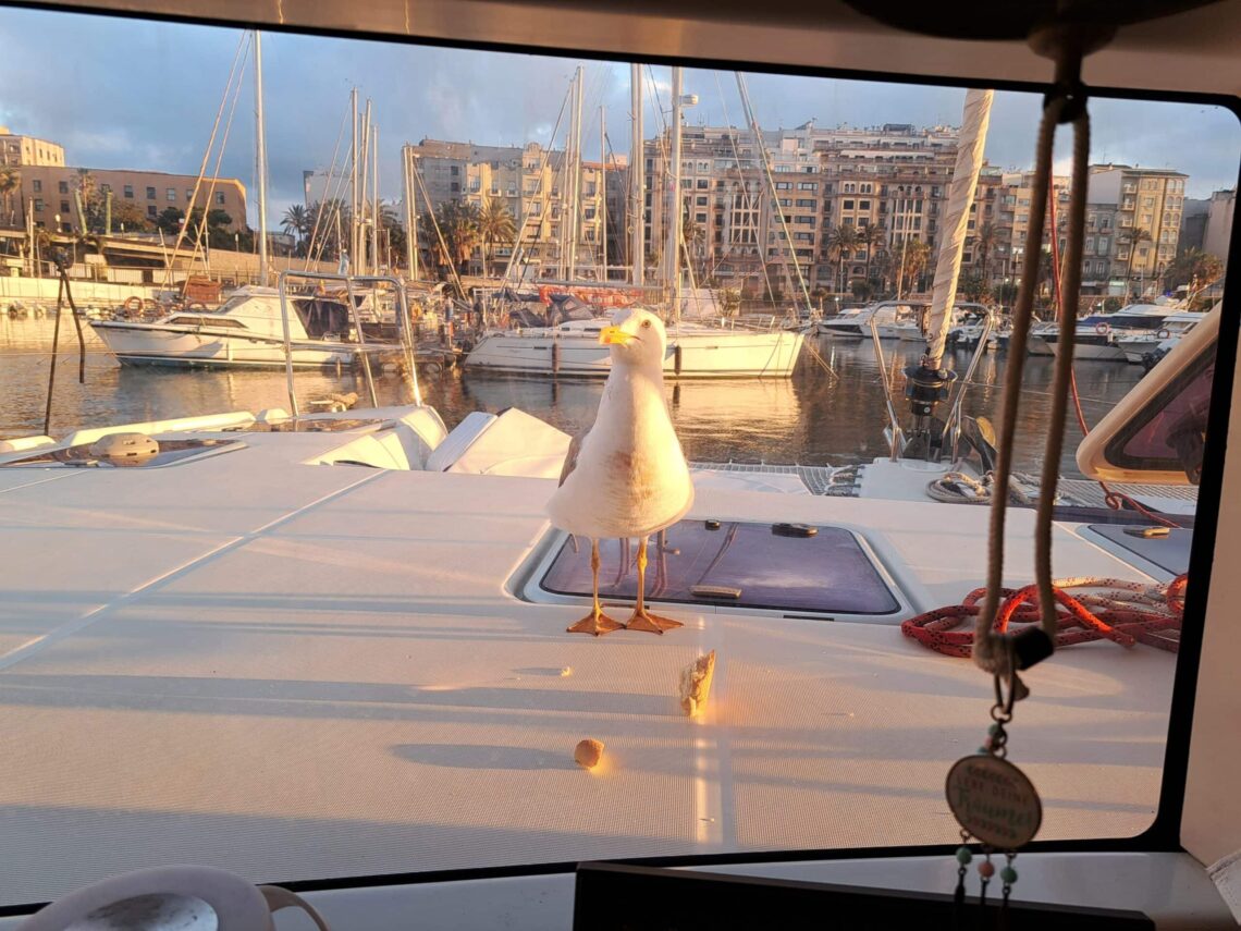 Ceuta Moewe an Bord scaled