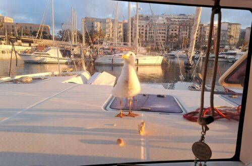 Ceuta Moewe an Bord scaled