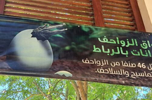 Beitragsbild Zoo scaled