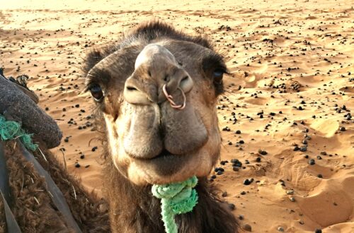 Kamel mit Nasenring