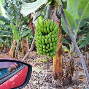 Kanareninsel La Palma - ausgerechnet Bananen.. oder - was macht die Banane krumm?