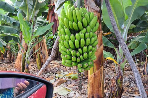 Beitragsbild Bananen