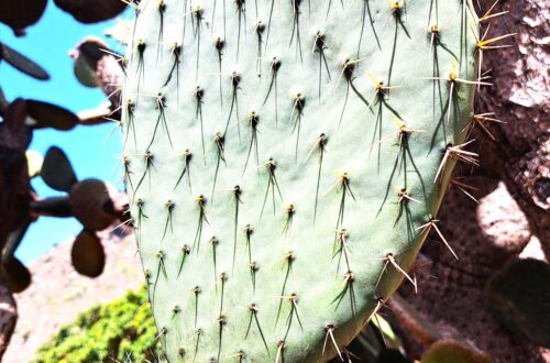 Beitragsbild Landtour Las Palmas