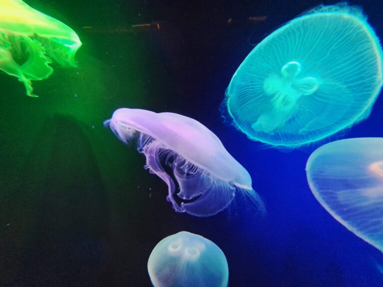 Poeme del Mar Aquarium