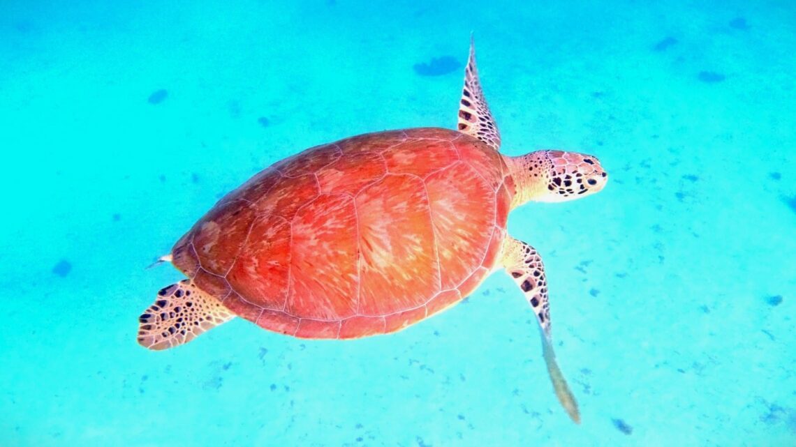 Gruene Meeresschildkroete Tobago Cays