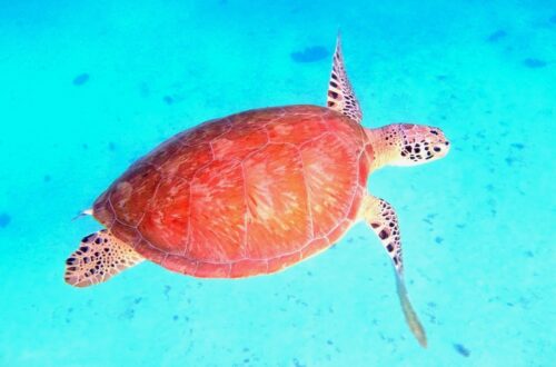 Gruene Meeresschildkroete Tobago Cays