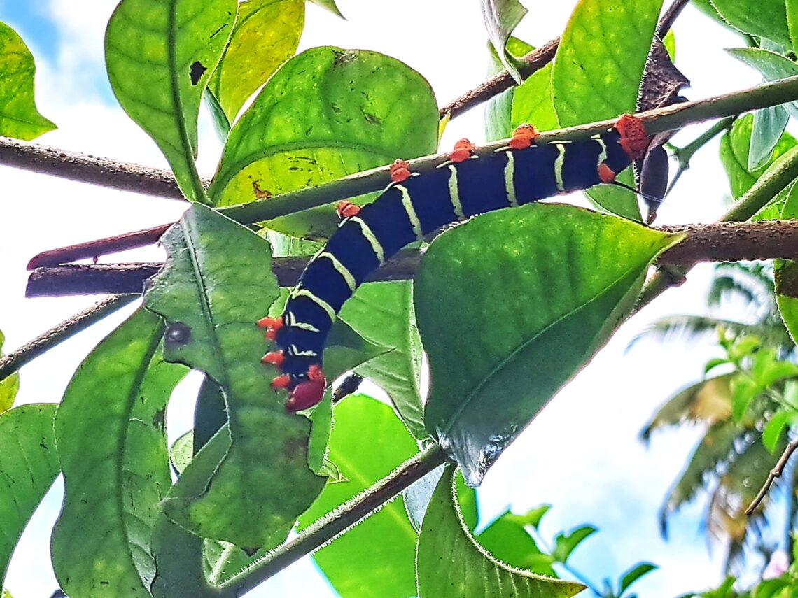 Beitragsbild Martinique