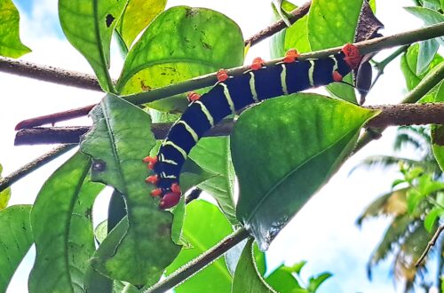 Beitragsbild Martinique