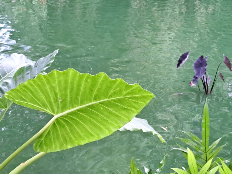 Botanische Garten Deshaies von Guadeloupe