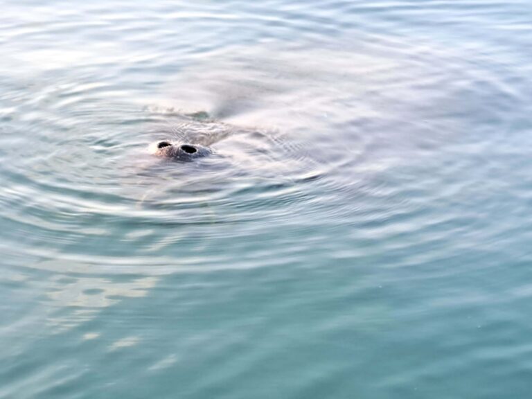 Unser Rendezvous mit einer Seekuh