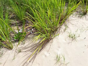 Flamenco Beach - mit Panzern schwimmen...