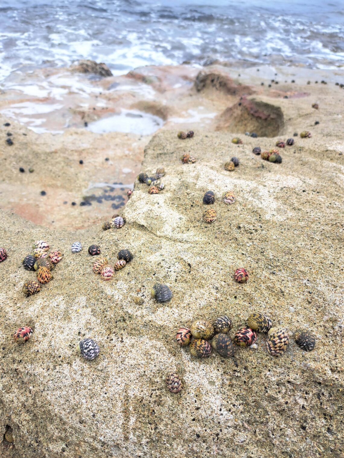 x 01 Schnecken am Meer
