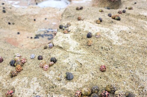 x 01 Schnecken am Meer