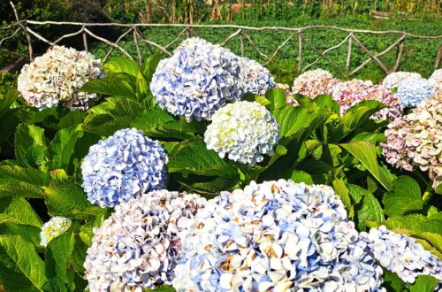 Beitragsfoto Madeira Vegetation