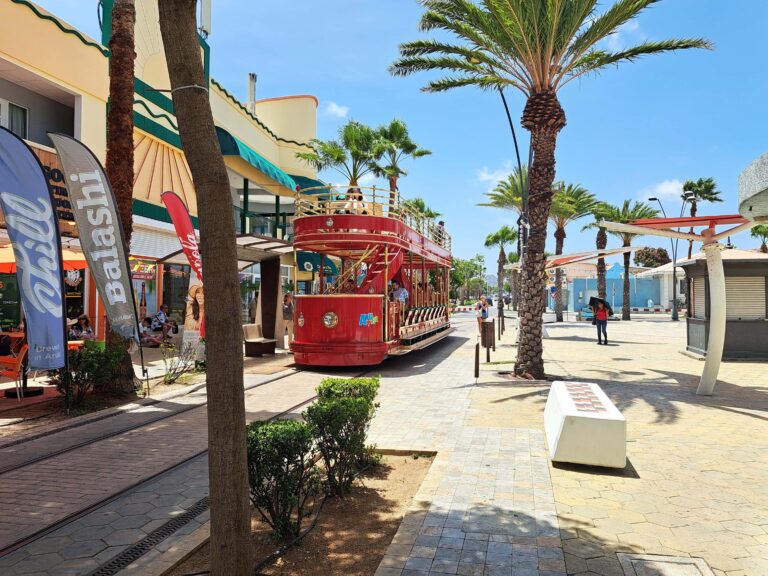 Aruba - Oranjestad, Kakteen und der Divi -Divi - Baum