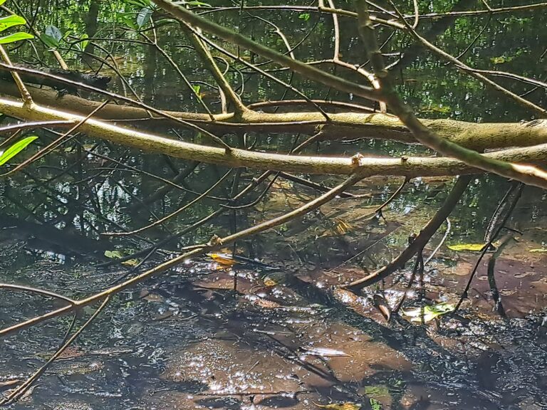 Los Haitises National Park - Dominikanische Republik