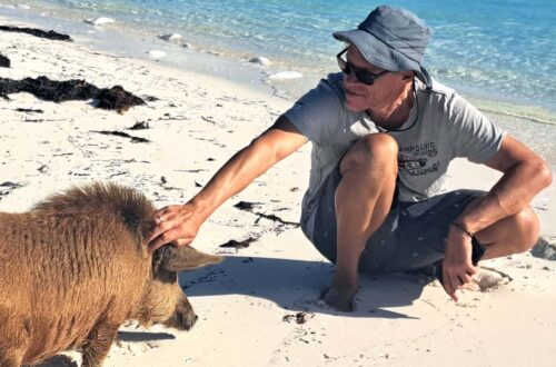 Conch Harbour Pigs Beitragsbild