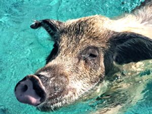 Südbahamas: Die Langstreckenschwimmschweine vom White Cay