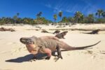 Bahamas - Besuch bei den Pink Iguanas