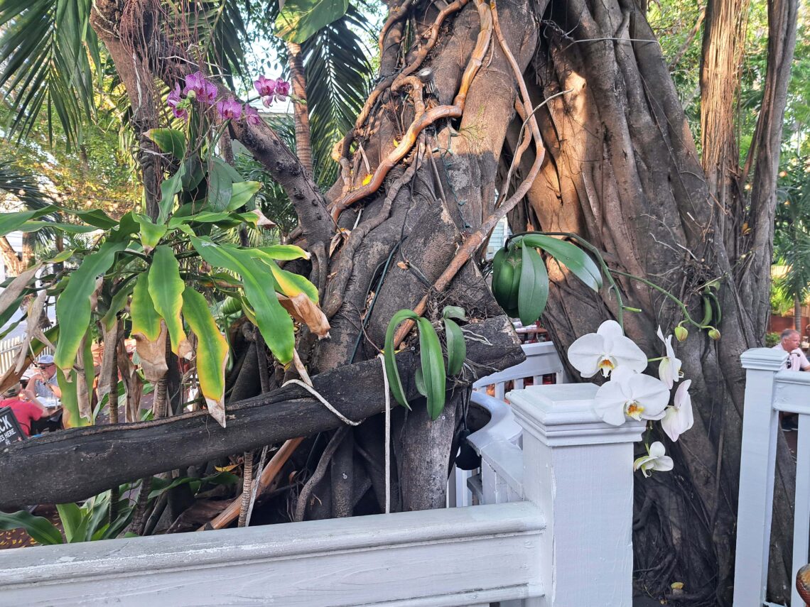 Beitragsbild Orchideen