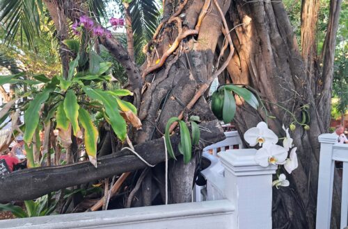 Beitragsbild Orchideen