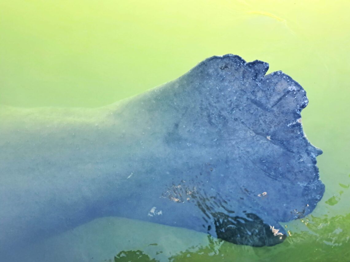 Schwanzflosse einer Seekuh