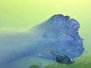 Schwanzflosse einer Seekuh