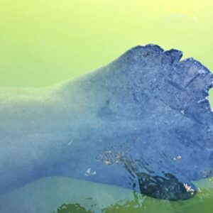 Schwanzflosse einer Seekuh